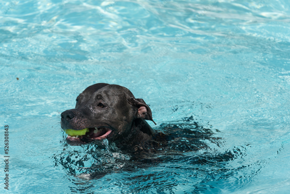 Blue nose Pit bull dog swimming in the pool. Dog plays with the ball while exercising and having fun. sunny day. Blue nose Pit bull dog swimming in the pool. Dog plays with the ball while exercising and having fun. sunny day.