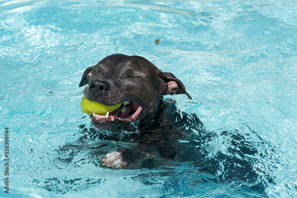 Blue nose Pit bull dog swimming in the pool. Dog plays with the ball while exercising and having fun. sunny day. Blue nose Pit bull dog swimming in the pool. Dog plays with the ball while exercising and having fun. sunny day.