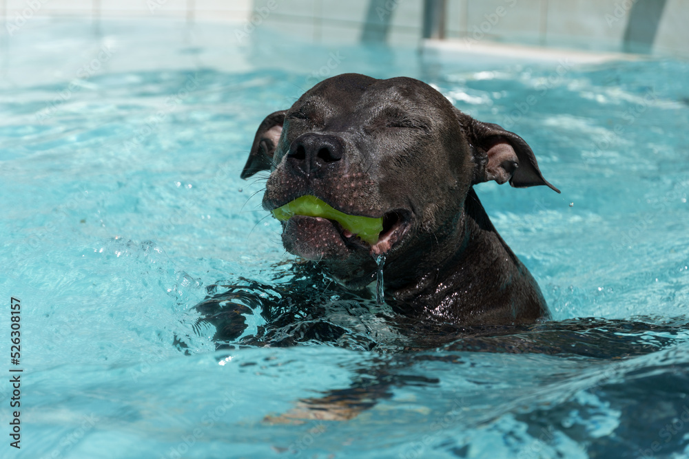 Blue nose Pit bull dog swimming in the pool. Dog plays with the ball while exercising and having fun. sunny day. Blue nose Pit bull dog swimming in the pool. Dog plays with the ball while exercising and having fun. sunny day.