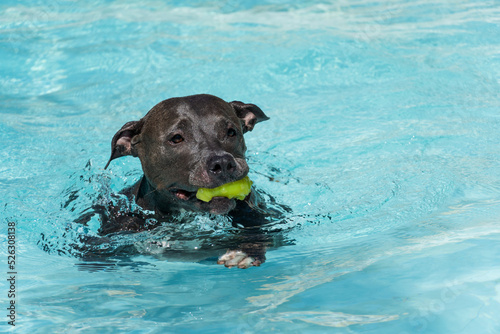 Blue nose Pit bull dog swimming in the pool. Dog plays with the ball while exercising and having fun. sunny day.