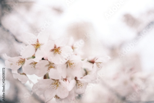 tree blossom © 拓矢 東