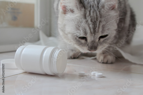 cat with pills and white pill bottle.
