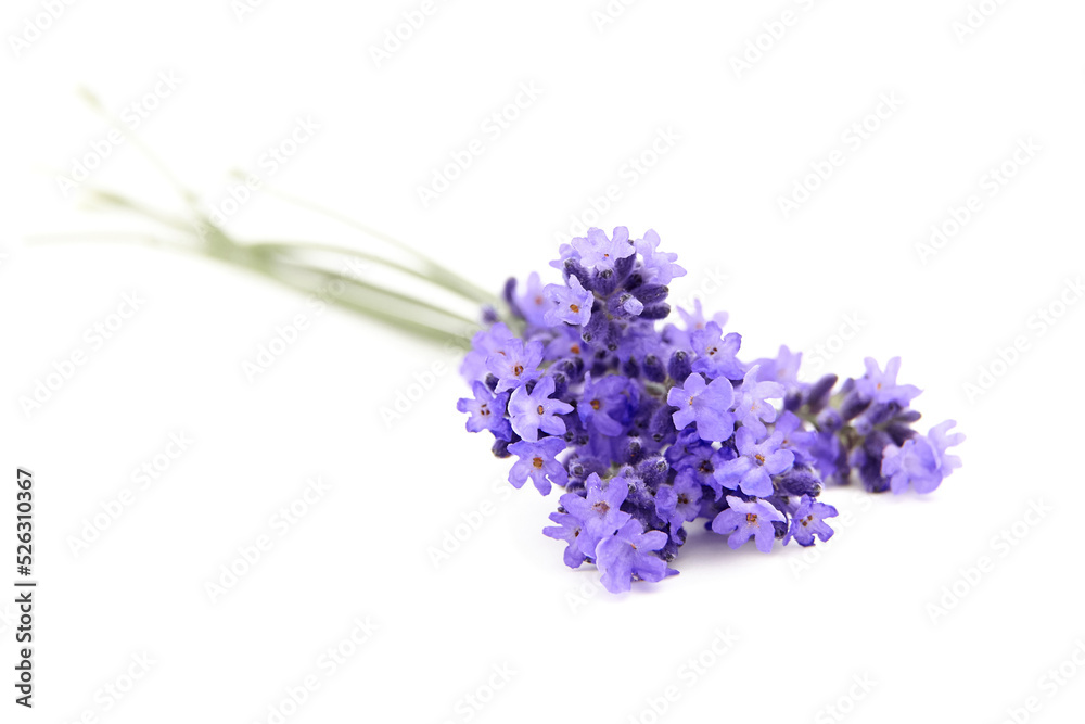 Lavender flowers closeup isolated on white Lavender flowers closeup isolated on white