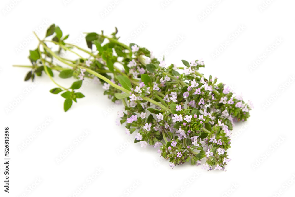 Thyme plant flowers isolated on white background. Thyme herbal tea Thyme plant flowers isolated on white background. Thyme herbal tea