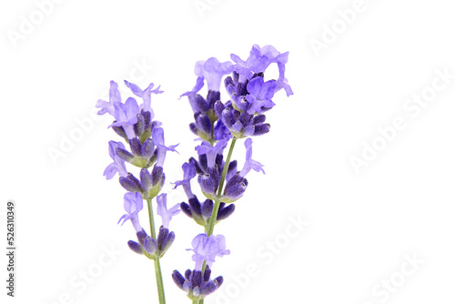 Lavender flowers macro isolated on white