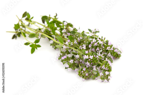 Thyme plant flowers isolated on white background. Thyme herbal tea