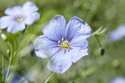 Blue flax flower. Flax blossom