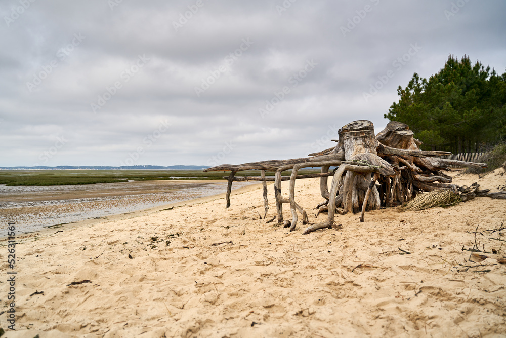 dried roots of a tree lying at the beach of Arès in Aquitaine in France