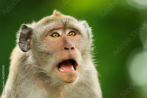 portrait of cute monkey expression on green background Fototapet