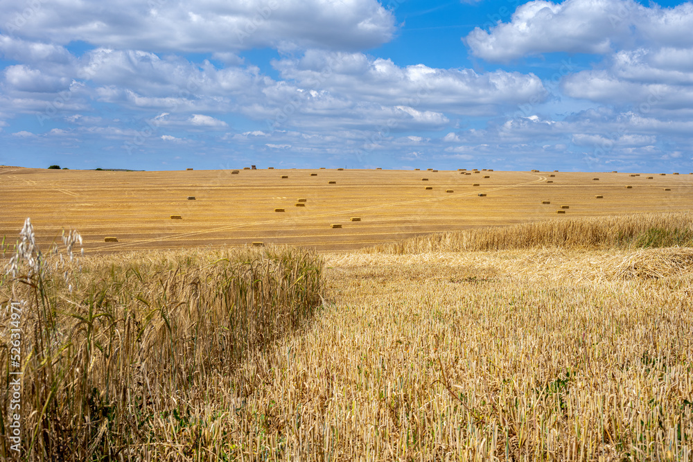 View of a cereal field with square straw bales in the South Downs National Park, East Sussex, Englandj