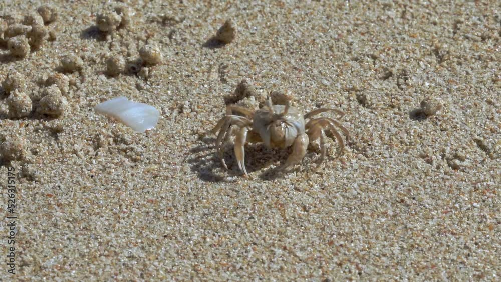 The ghost crab (Ocypode quadrata) got its name from its ability to run fast. At the slightest danger, he hides in his shelter with extraordinary agility. The ghost crab (Ocypode quadrata) got its name from its ability to run fast. At the slightest danger, he hides in his shelter with extraordinary agility.