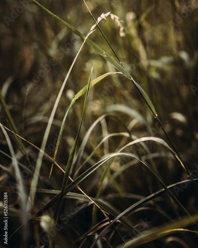 grass in the wind © Niloo