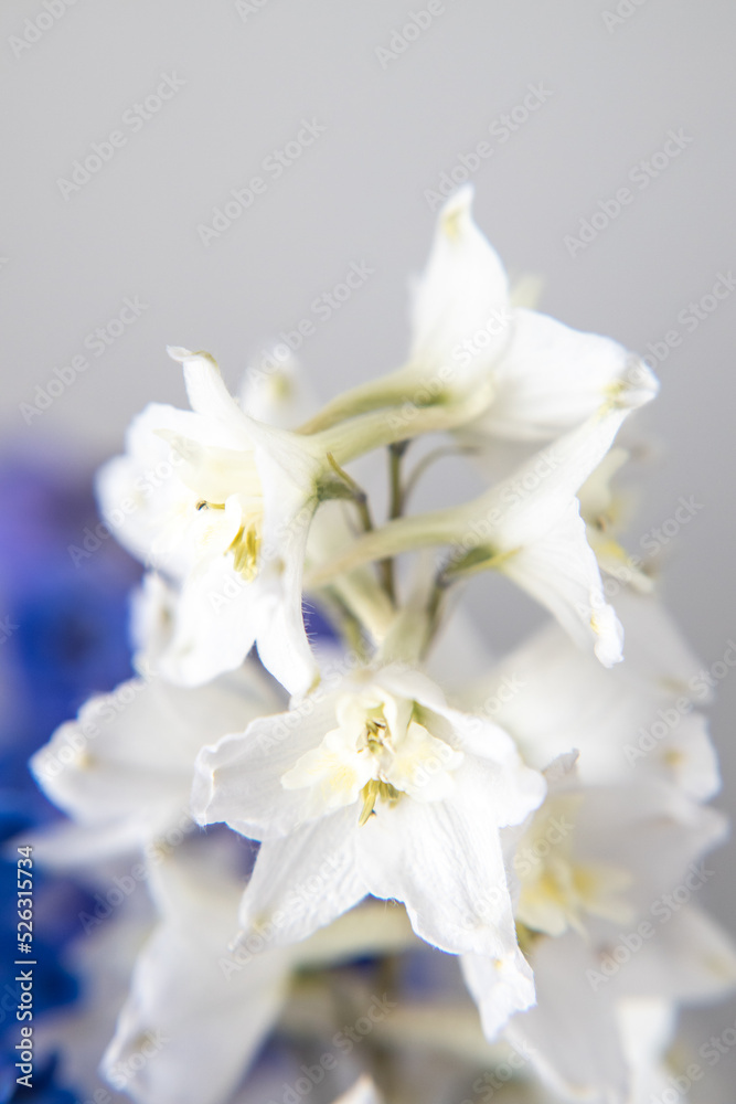 close up bouquet of white delphiniums