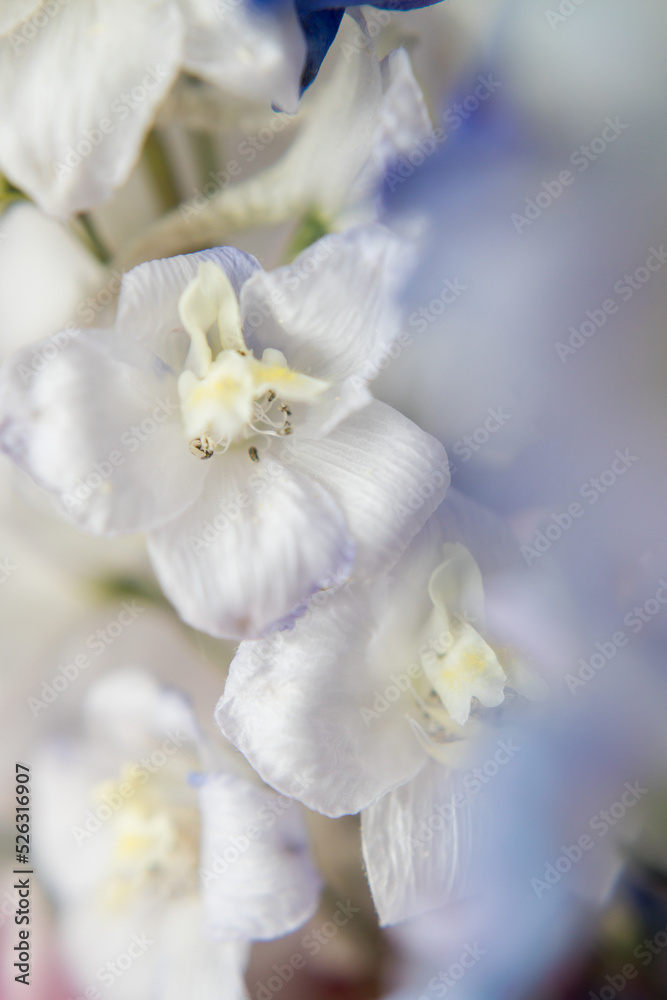 flowers of a delphinium close up flowers of a delphinium close up