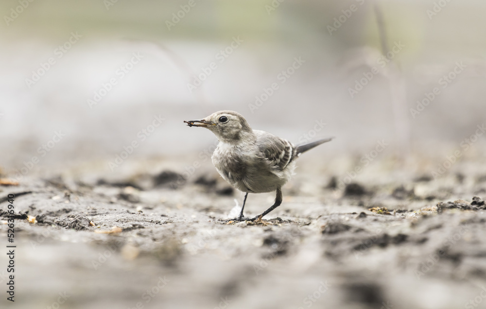 Bachstelze Jungvogel (Motacilla alba) Nahaufnahme Bachstelze Jungvogel (Motacilla alba) Nahaufnahme