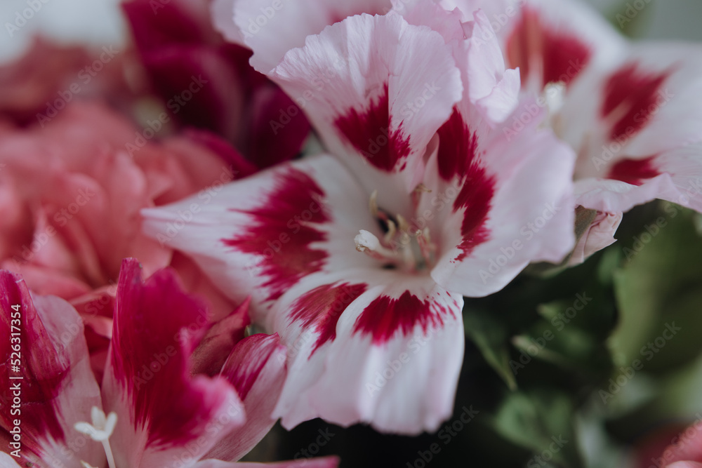 cute bouquet compliment closeup in pink colors, roses and pink flowers cute bouquet compliment closeup in pink colors, roses and pink flowers