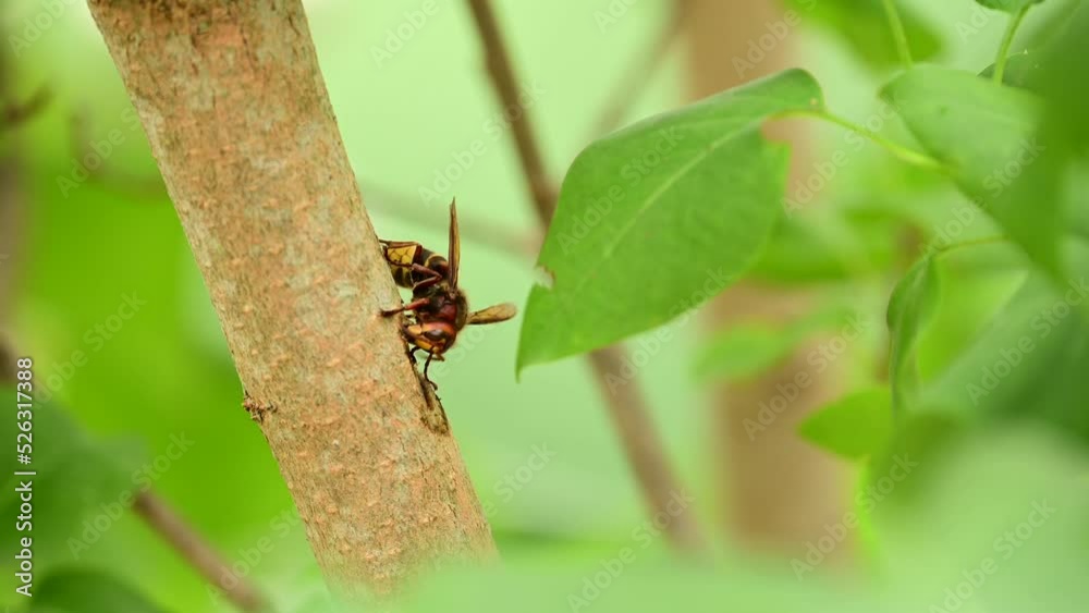 European hornets eating and foraging bark and sap of Lilac branch European hornets eating and foraging bark and sap of Lilac branch