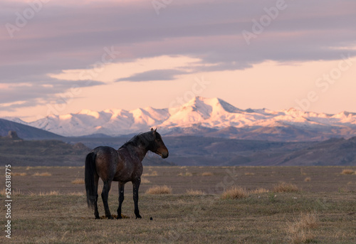 Wild Horse at Sunrise in the Utah Desert © natureguy