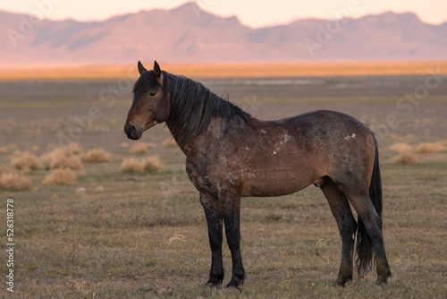 Wild Horse at Sunrise in the Utah Desert