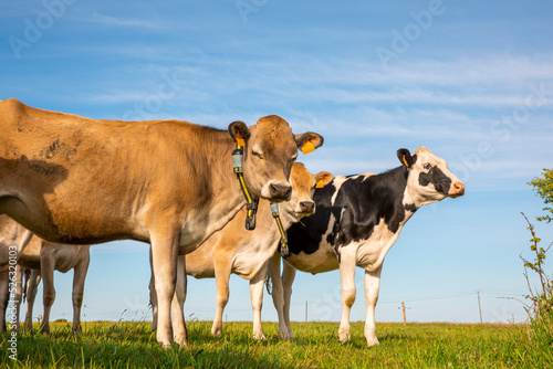 Troupeau de jeune vache laitière en campagne.
