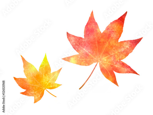 紅葉のモミジ　挿絵イラスト
