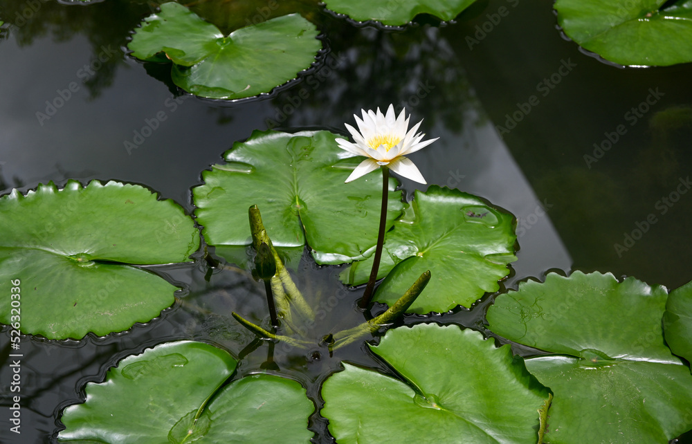 a blooming white lotus with green lotus leaves in the pond a blooming white lotus with green lotus leaves in the pond