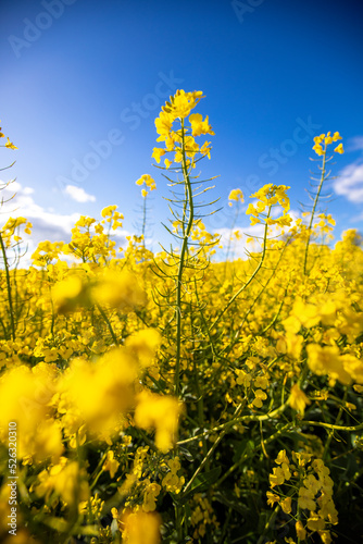 Foto Champ de colza fleuri au soleil en été.