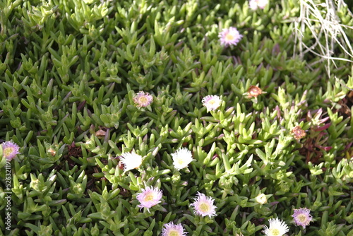 Flowering moss  Ruschia lineolata Schwanted 