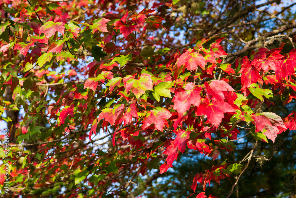 A close view of leaves changing from green to red during Autumn with blue skies behind them.
