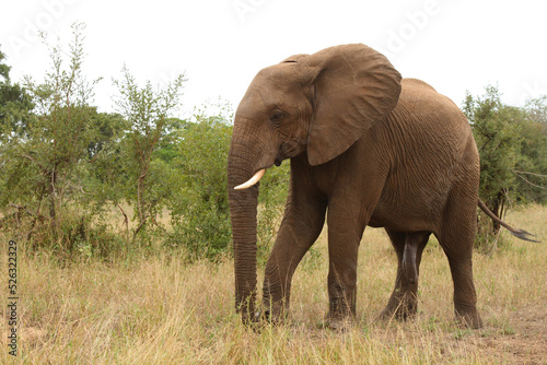 Afrikanischer Elefant   African elephant   Loxodonta africana