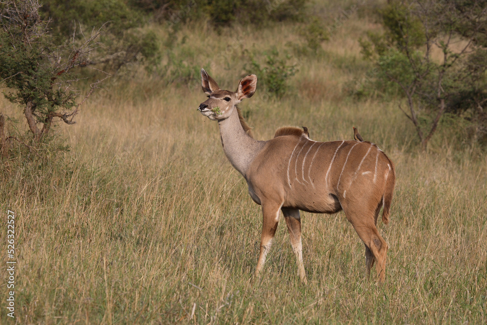 Großer Kudu / Greater Kudu / Tragelaphus strepsiceros. Großer Kudu / Greater Kudu / Tragelaphus strepsiceros.