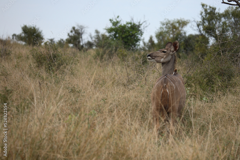 Fototapeta premium Großer Kudu / Greater Kudu / Tragelaphus strepsiceros.