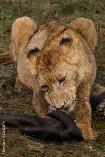 Afrikanischer L  we   African Lion   Panthera Leo.