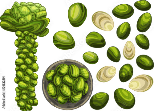Brussels sprouts in different angles. A bush with growing vegetables. Baked cabbage and fresh in a bowl. Drawn in a group and in a section, vector illustration