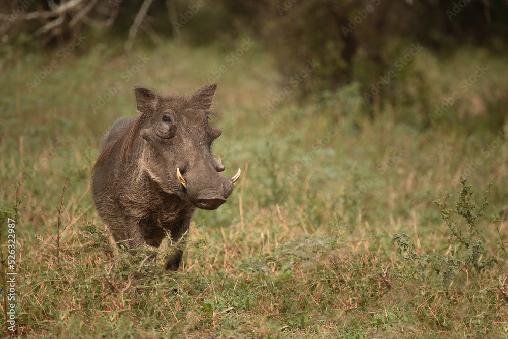 Warzenschwein / Warthog / Phacochoerus africanus Warzenschwein / Warthog / Phacochoerus africanus