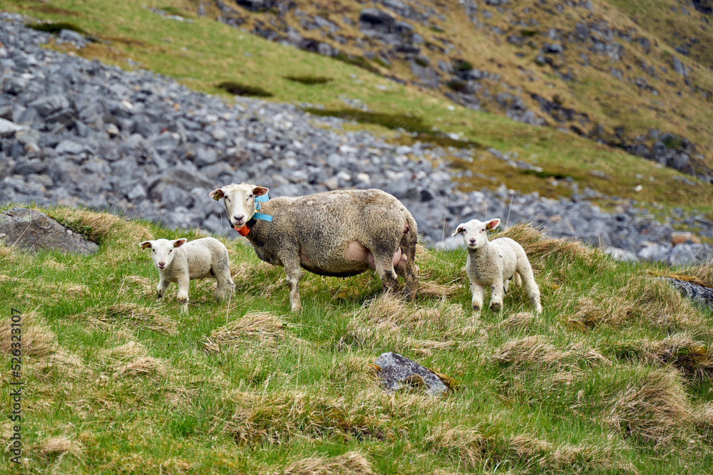 Fototapeta premium sheep with her calves grazing on a mountain slope of the countryside in Lofoten