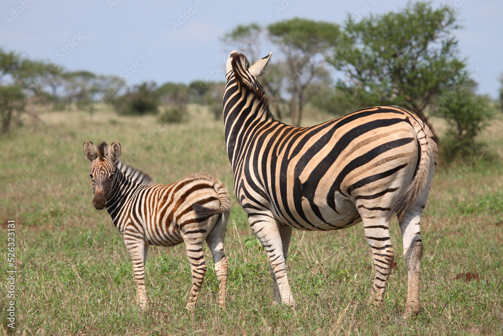 Naklejka premium Steppenzebra / Burchell's Zebra / Equus burchellii