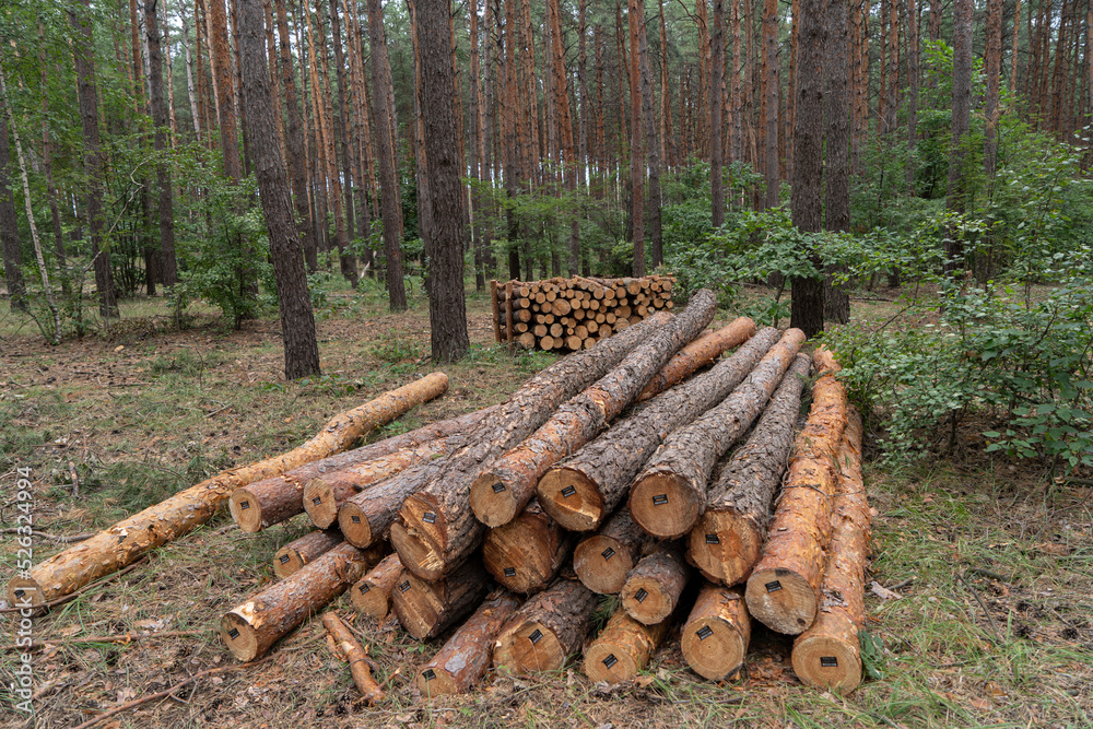 pine forest with harvested firewood lying in the forest. Logging of firewood for winter pine forest with harvested firewood lying in the forest. Logging of firewood for winter
