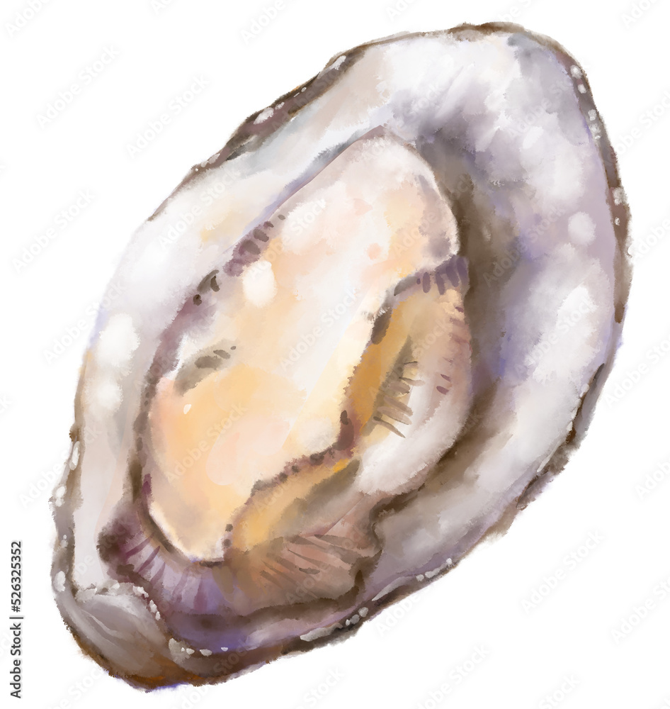 Fresh raw oyster watercolor painting seafood shellfish art illustration Fresh raw oyster watercolor painting seafood shellfish art illustration