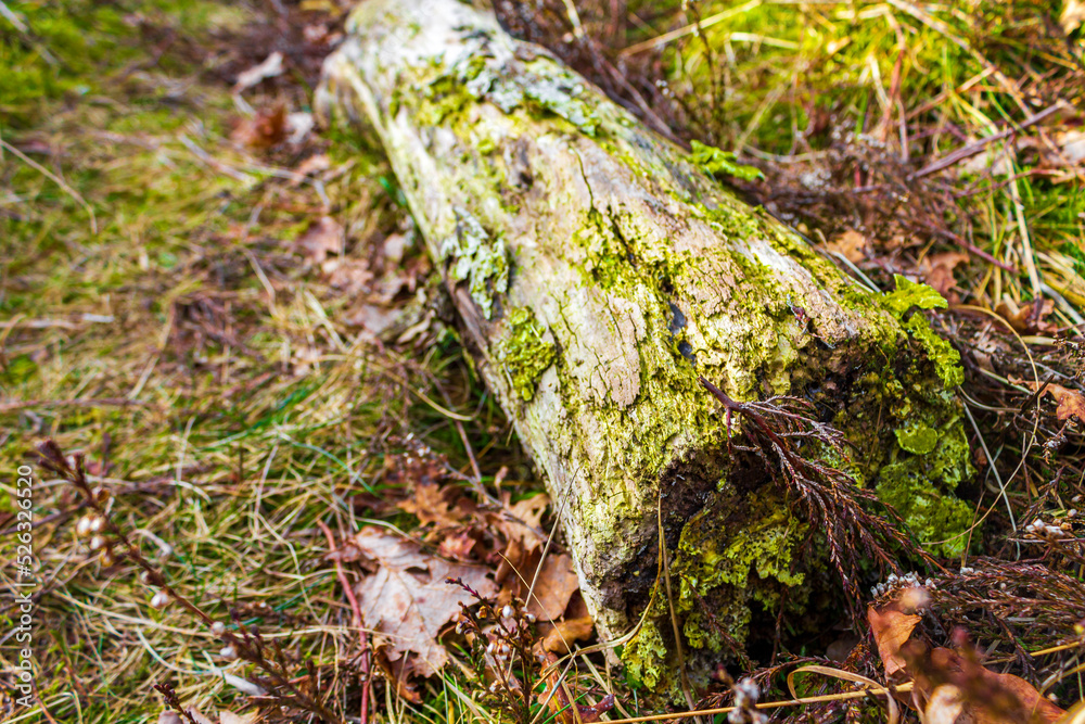 Wood Branch Tree Sawed Off Trunk On Forest Deciduous Ground.