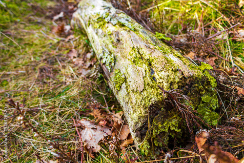 Wood Branch Tree Sawed Off Trunk On Forest Deciduous Ground.
