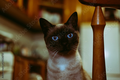 Foto Siamese cat is sitting