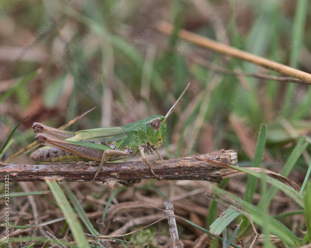 Fototapeta premium Common green grasshopper, Omocestus viridulus.