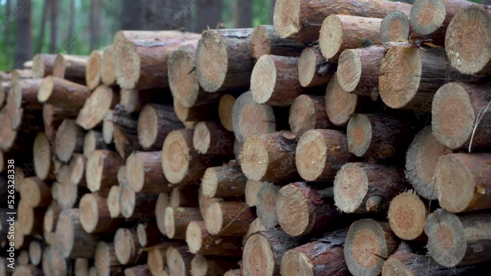 Harvesting firewood for the winter. Firewood in a pine forest Harvesting firewood for the winter. Firewood in a pine forest