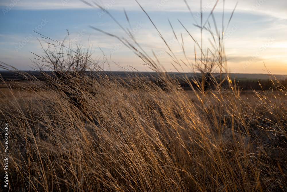 Obraz premium Abstract warm landscape of dry wild grass meadow on warm golden hour sunset or sunrise time. Tranquil autumn fall nature field background. Soft golden hour sunlight. 