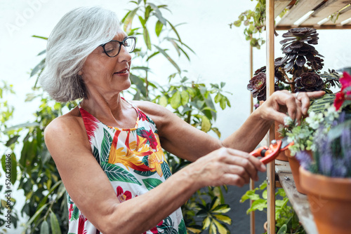 Fotografie Senior woman arranging while pruning potted plants hanging at greenhouse