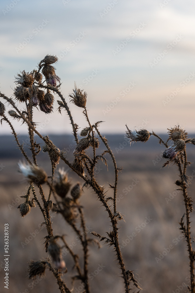Fototapeta premium Dry grass, weeds with thorns in a field close-up. Sadness, autumn melancholy, depression concept.