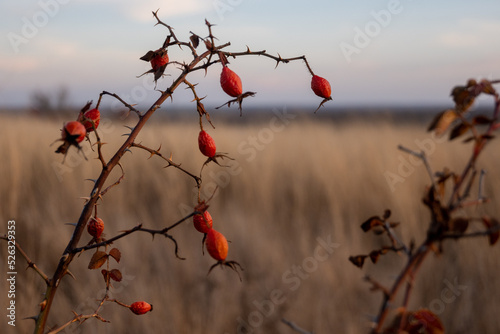 Red rose hips in the park in autumn. close-up.