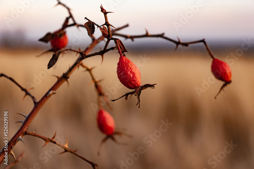 Red rose hips in the park in autumn. close-up.