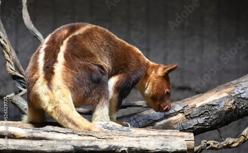 a goodfellow's tree kangaroo  walking on a trunk photo